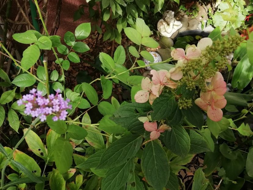  - Grădina 2020 continuare 2