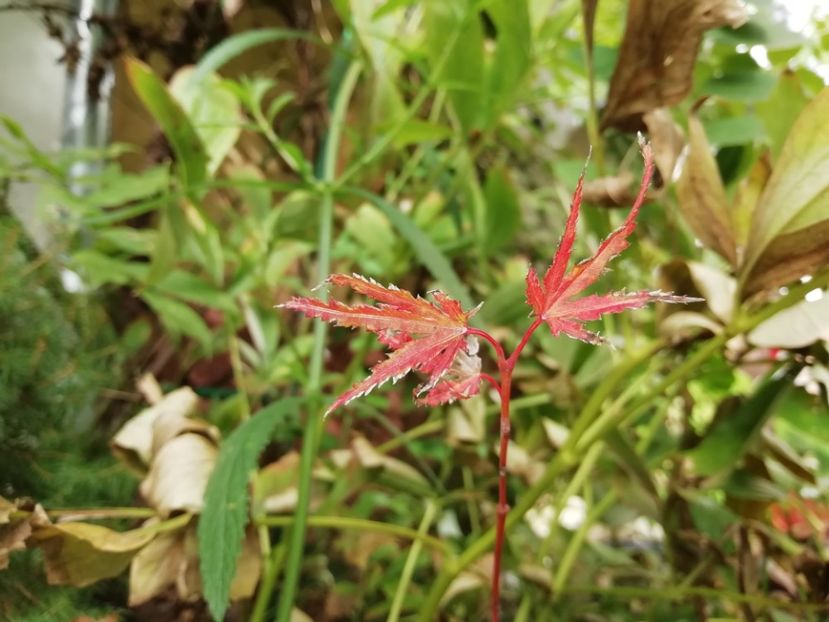 Acer Taylor - Grădina 2020 continuare 2