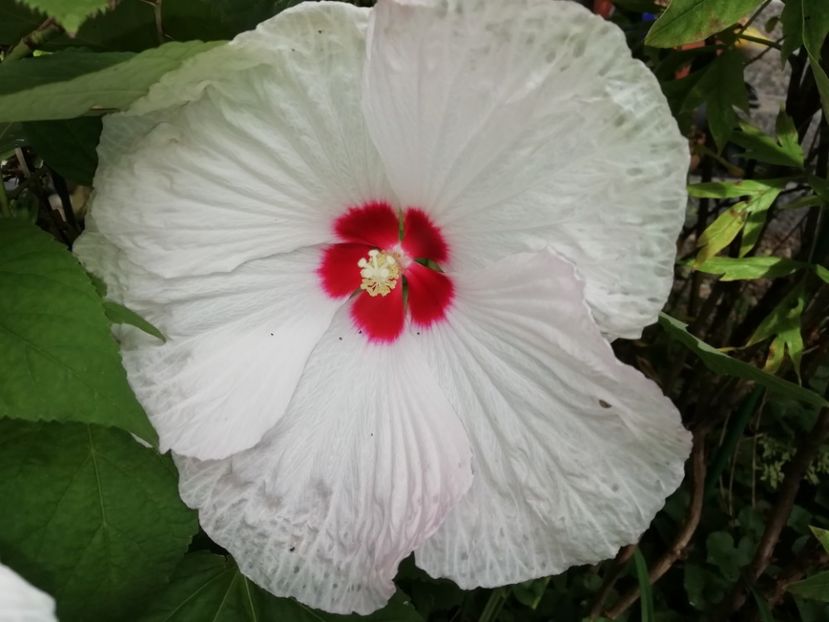  - Grădina 2020 continuare 2