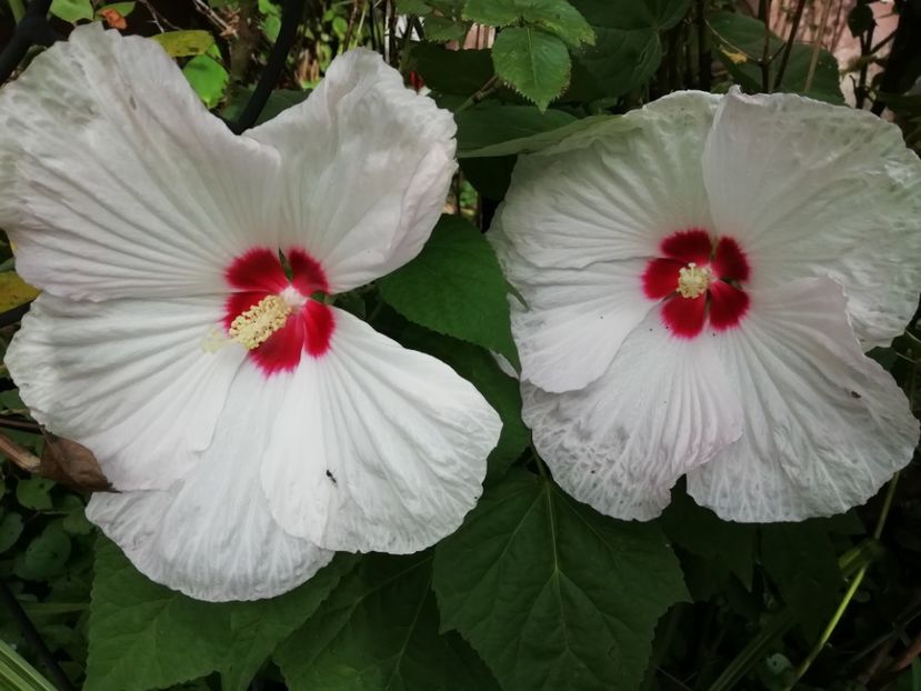  - Grădina 2020 continuare 2