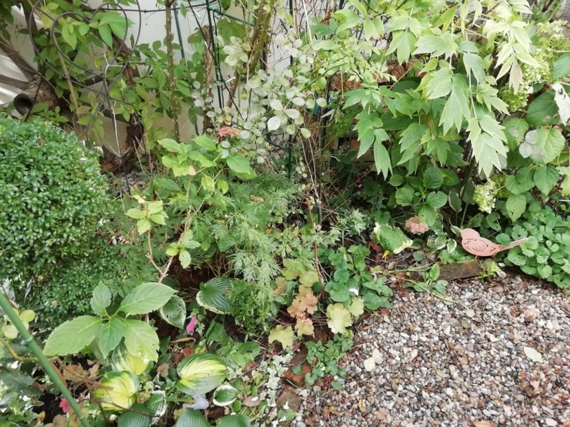  - Grădina 2020 continuare 2