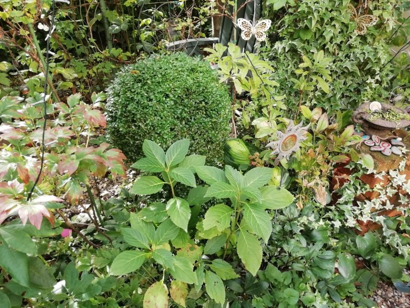  - Grădina 2020 continuare 2