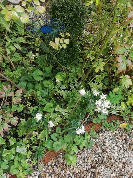  - Grădina 2020 continuare 2