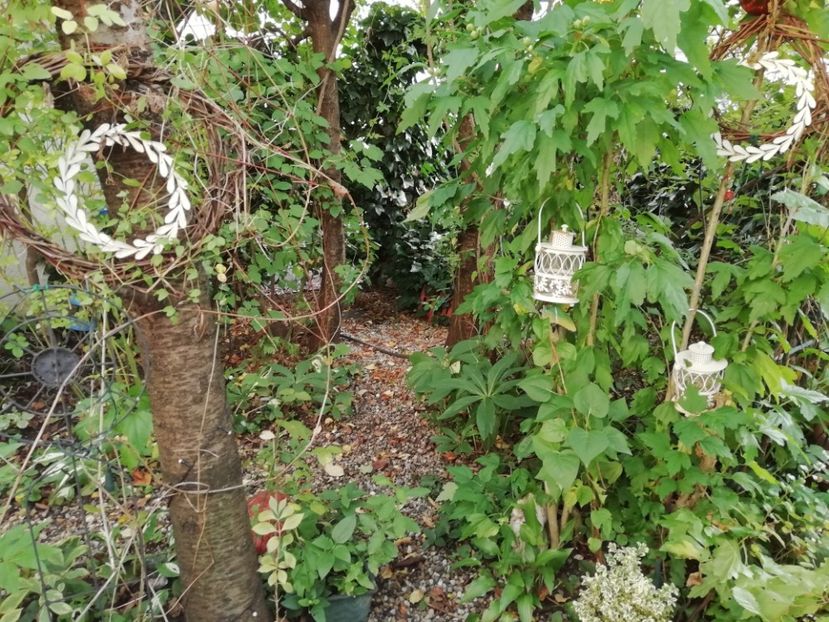  - Grădina 2020 continuare 2