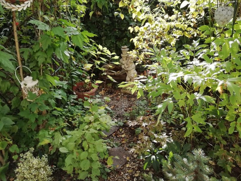  - Grădina 2020 continuare 2