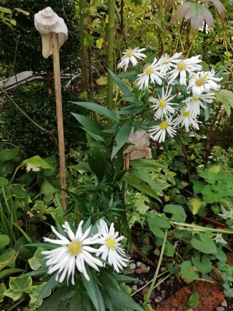  - Grădina 2020 continuare 2