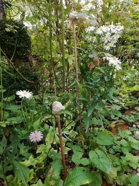  - Grădina 2020 continuare 2