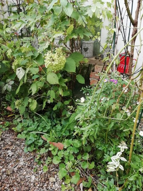  - Grădina 2020 continuare 2