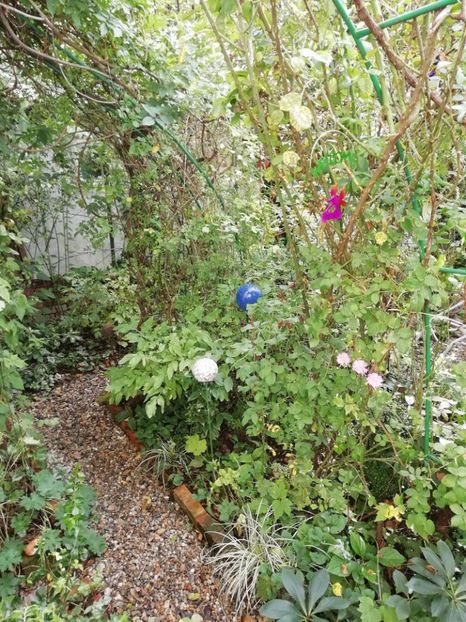  - Grădina 2020 continuare 2