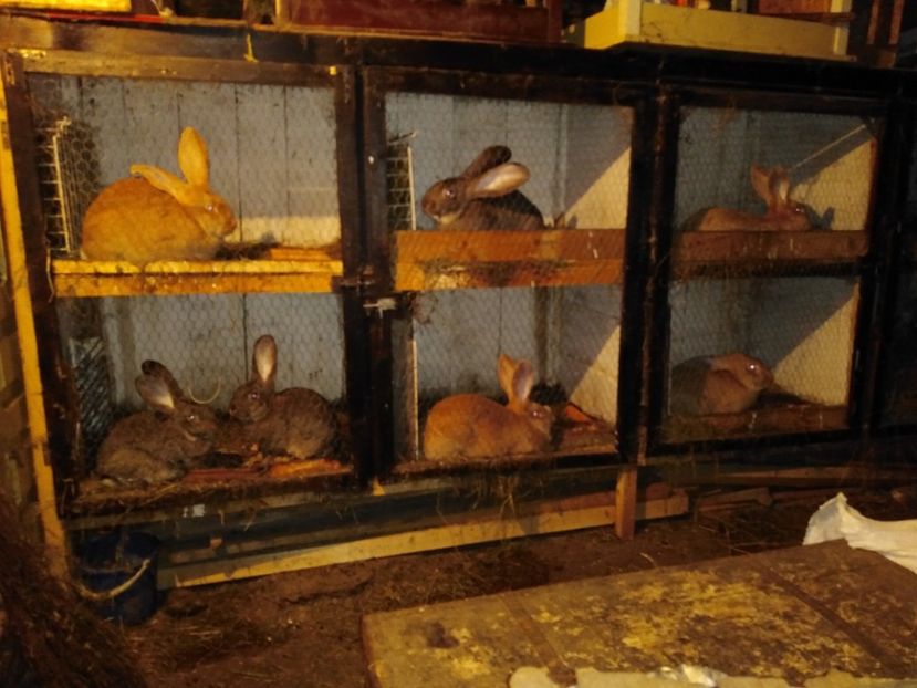  - Modele de custi urecheati