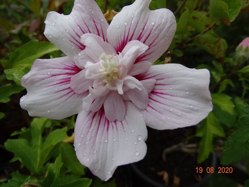  - Copacei si arbusti 2020