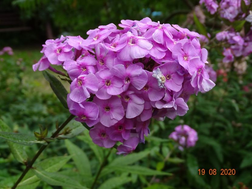  - Phlox 2020
