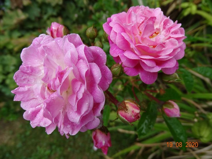  - Trandafiri 2020