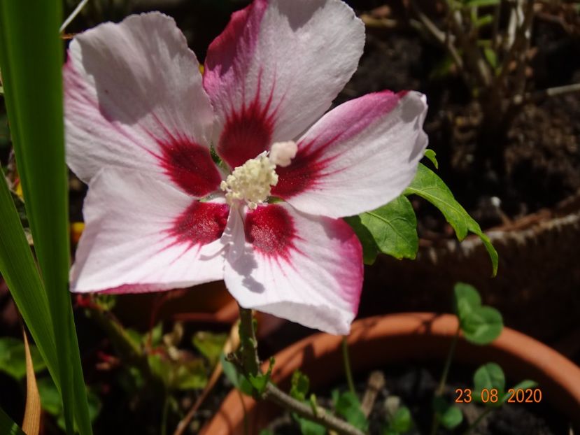  - Copacei si arbusti 2020