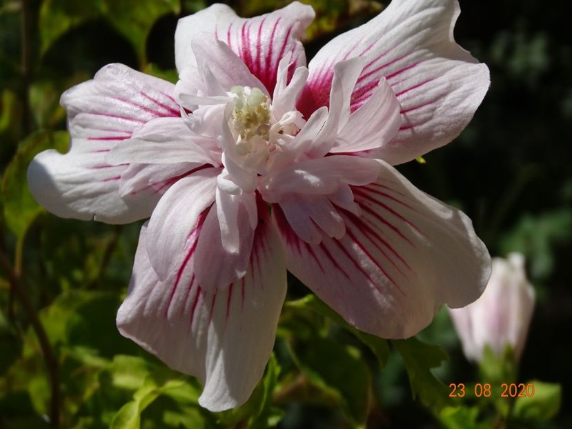  - Copacei si arbusti 2020