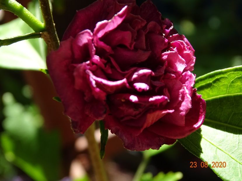  - Copacei si arbusti 2020