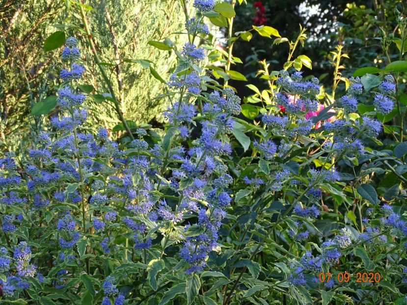  - Copacei si arbusti 2020