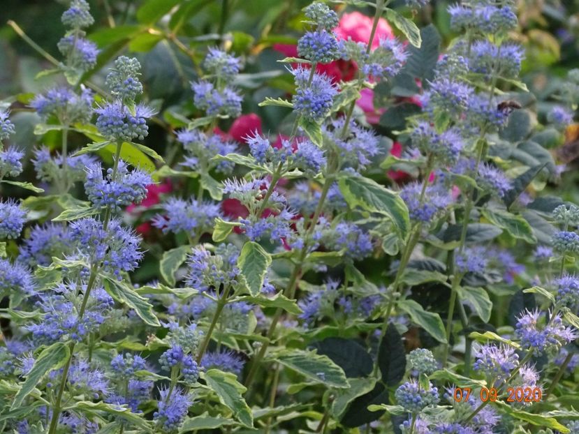  - Copacei si arbusti 2020