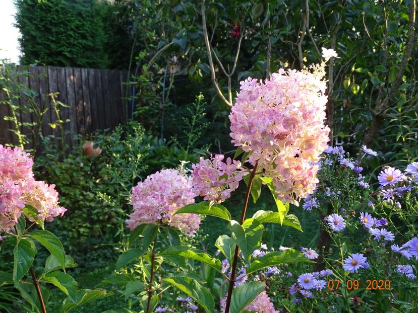  - Copacei si arbusti 2020