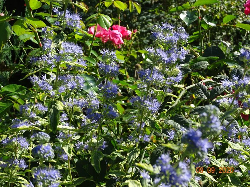  - Copacei si arbusti 2020