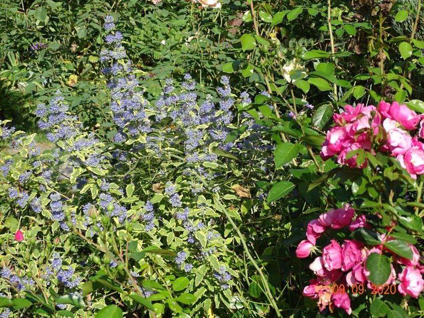  - Copacei si arbusti 2020