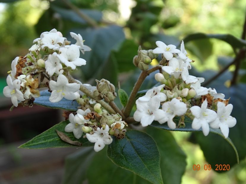  - Copacei si arbusti 2020