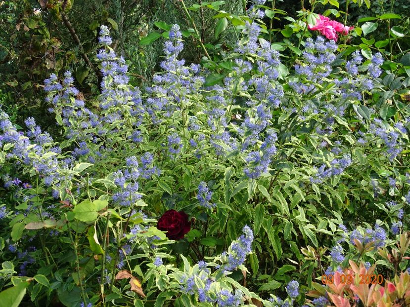  - Copacei si arbusti 2020