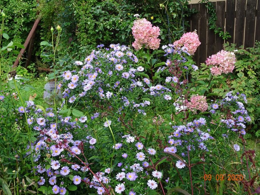  - Copacei si arbusti 2020