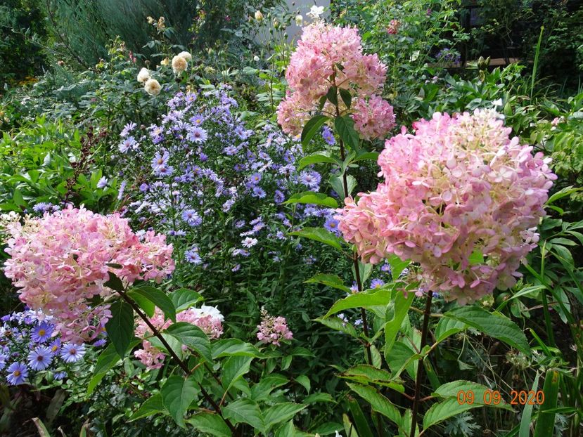  - Copacei si arbusti 2020