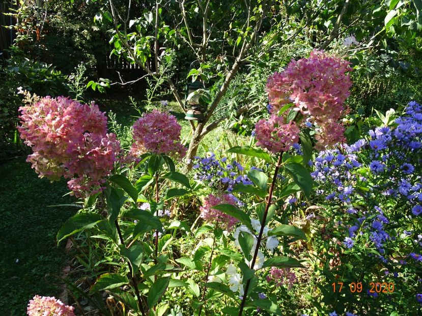  - Copacei si arbusti 2020