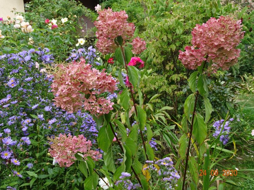  - Copacei si arbusti 2020