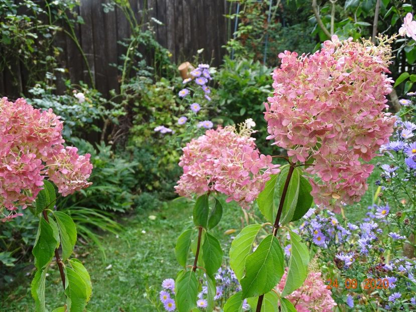  - Copacei si arbusti 2020