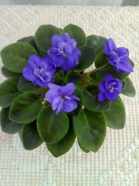 4 oct - ZZ Shirl s Bright Sky