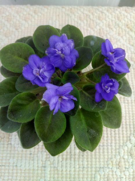 4 oct - ZZ Shirl s Bright Sky