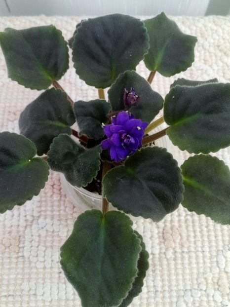 4 oct - ZZ LE Kudri Venery