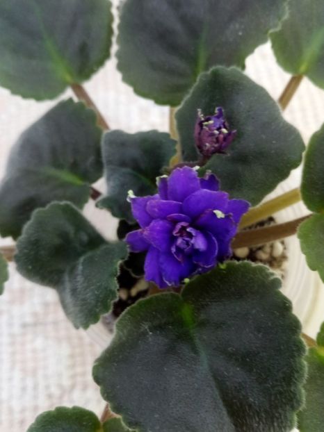 4 oct - ZZ LE Kudri Venery