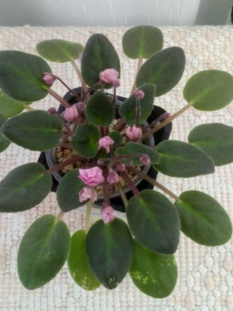 4 oct - Snuggles Delight