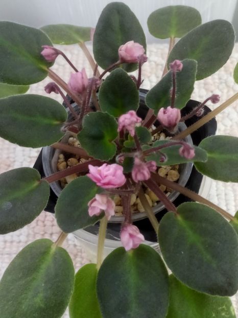 4 oct - Snuggles Delight