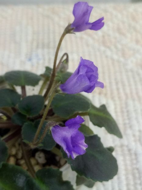 4 oct - Calico Blue Trail