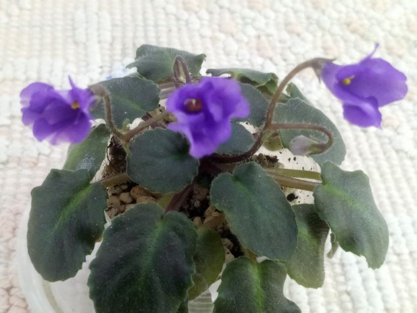 4 oct - Calico Blue Trail