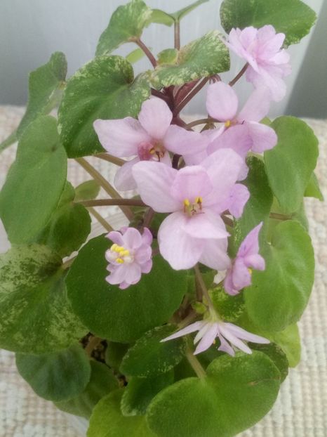 4 oct - Ramblin Spots