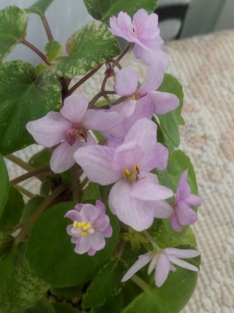 4 oct - Ramblin Spots