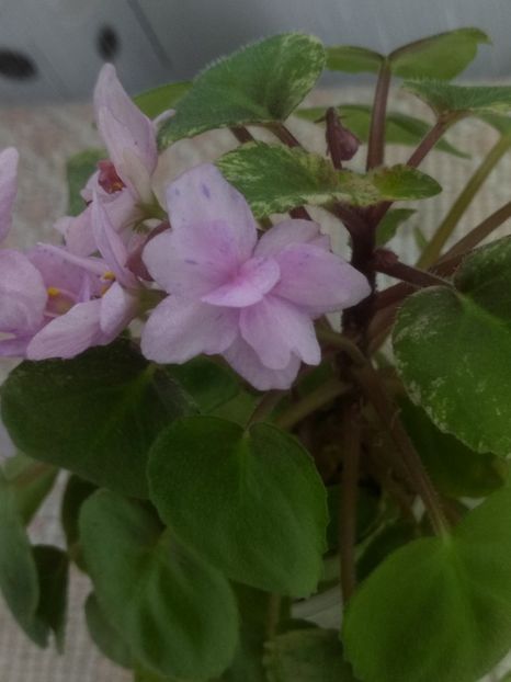 4 oct - Ramblin Spots