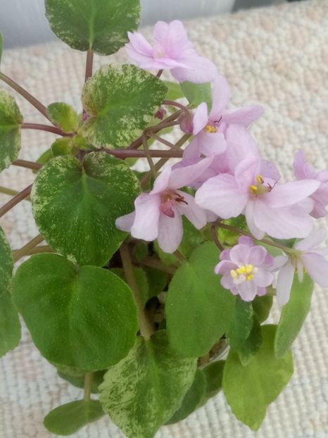 4 oct - Ramblin Spots