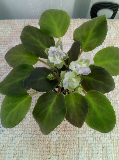 25 sept - LE Bucket Nezabudok