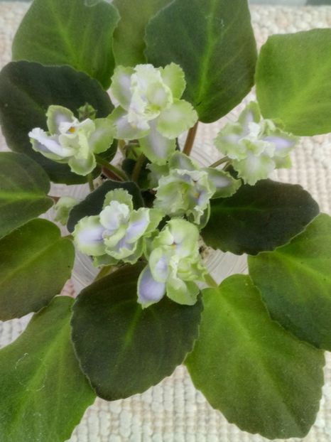 4 oct - LE Bucket Nezabudok