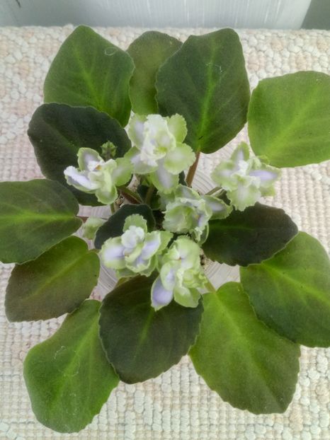 4 oct - LE Bucket Nezabudok