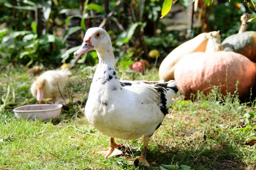  - 04 Rate lesesti 2020