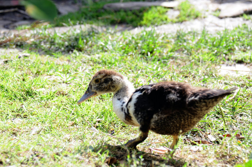  - 04 Rate lesesti 2020