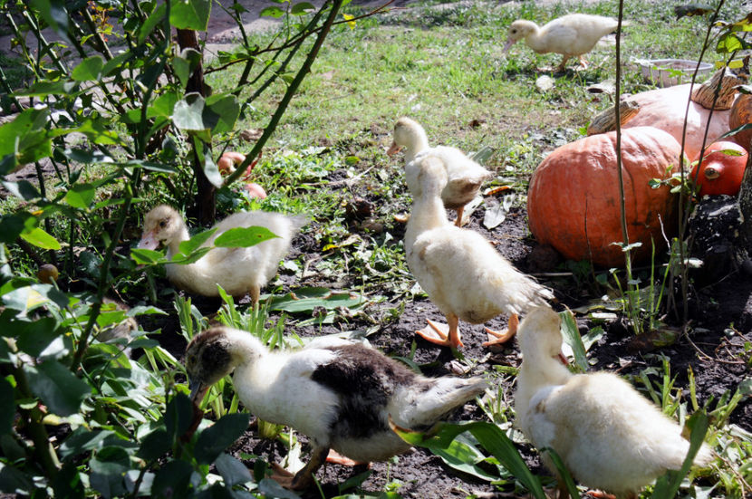  - 04 Rate lesesti 2020